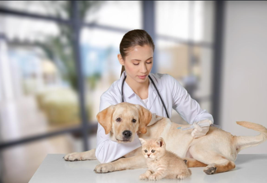 What to Look for When Choosing an Animal Surgeon